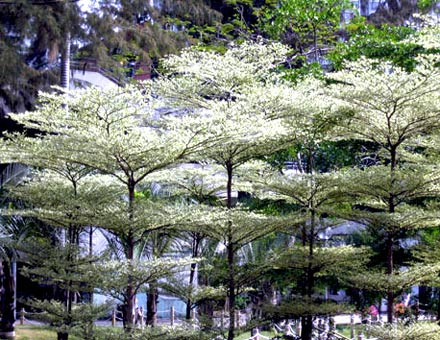 terminalia mantaly